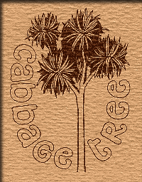Logo of Cabbage Tree Publications