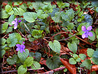 picture of violets